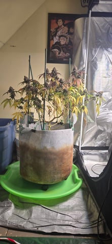 Looking for advice! — flower, day 101