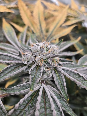 OG Kush  — harvest, day 102