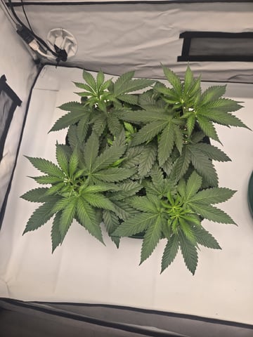 Zoap & Mimosa x OrangePunch — vegetative, day 50