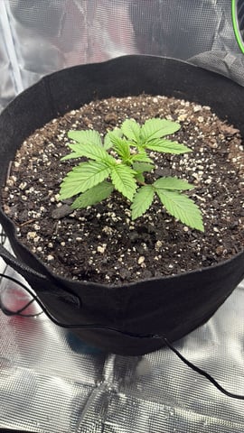 Blackberry Kush — seedling_rooting, day 7