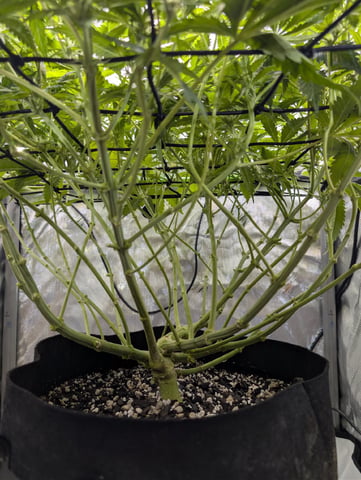 Cinderella 99 — flower, day 73