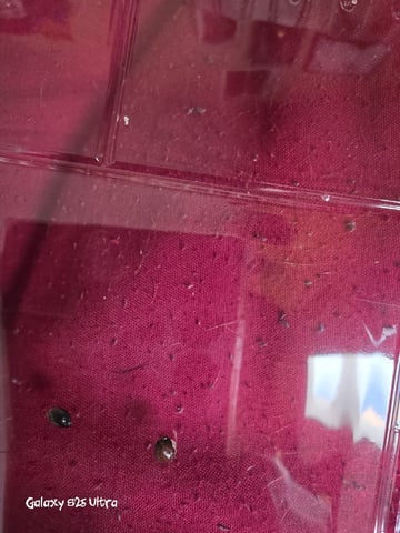 First Garden — germination, day 3