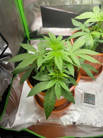2nd Try — vegetative, day 34