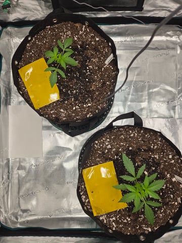 3rd Grow 3x3 tent — seedling_rooting, day 16