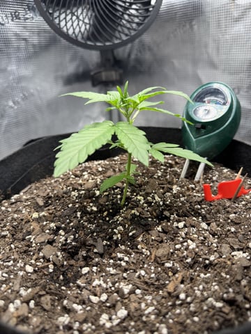 Gorilla Cookies 2nd Try — vegetative, day 25