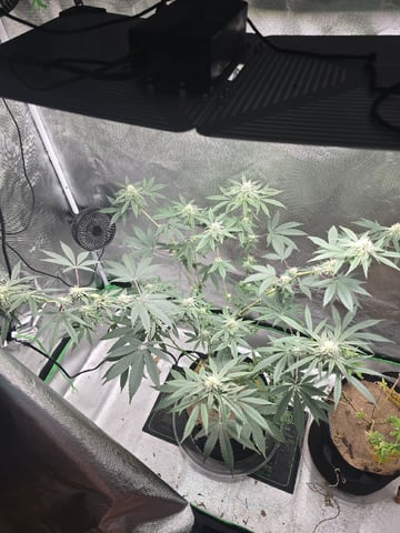 new start — flower, day 129