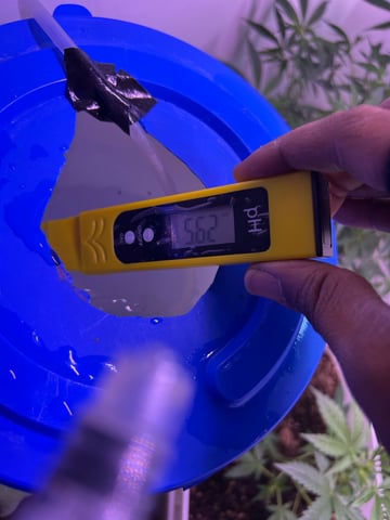 Gigawatt  — vegetative, day 62