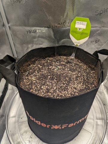 OG III — seedling_rooting, day 1