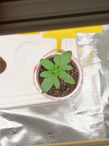 TentPlantLightFan — vegetative, day 16
