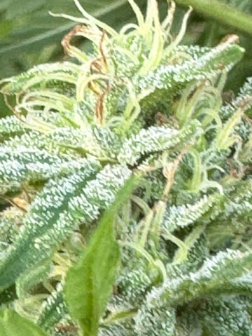 First grow — flower, day 52