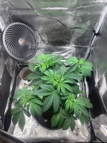 Blackberry Moonrocks (First Grow) — vegetative, day 8