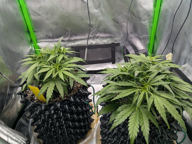 Titan F1 grow  — vegetative, day 36