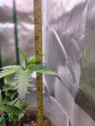 Looking for advice! — vegetative, day 25