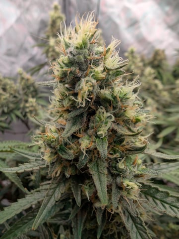 Black African Magic — flower, day 114