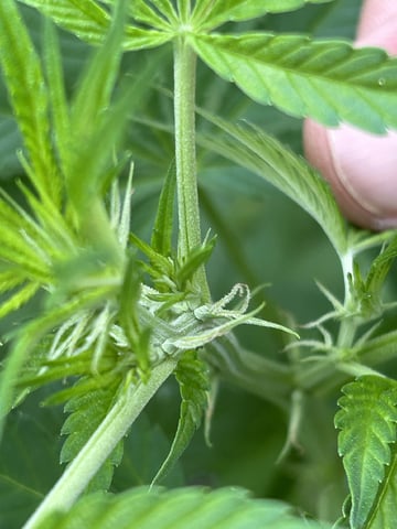 2026 Outdoor — flower, day 80