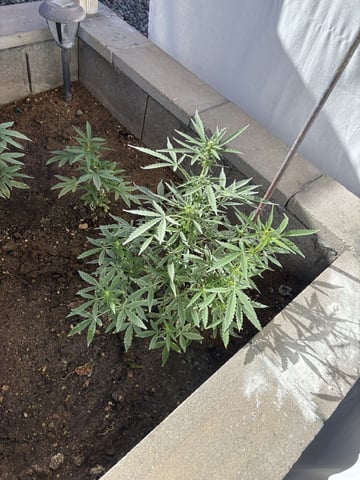 Fast Buds Auto And Special Queen Auto — flower, day 46
