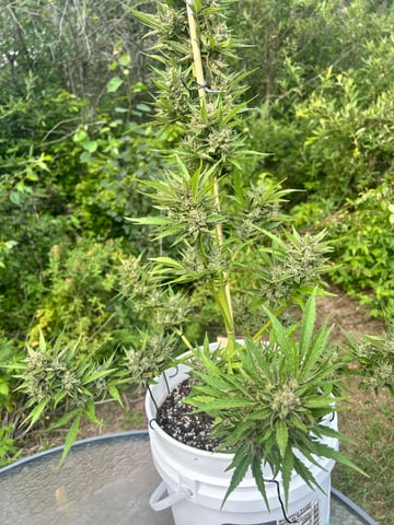 First ever grow — flower, day 91