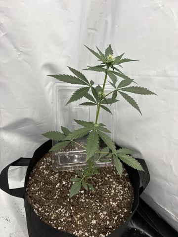 My First Grow — vegetative, day 32