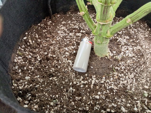 Starfighter/Ohio Guptilla Hybrid — flower, day 5