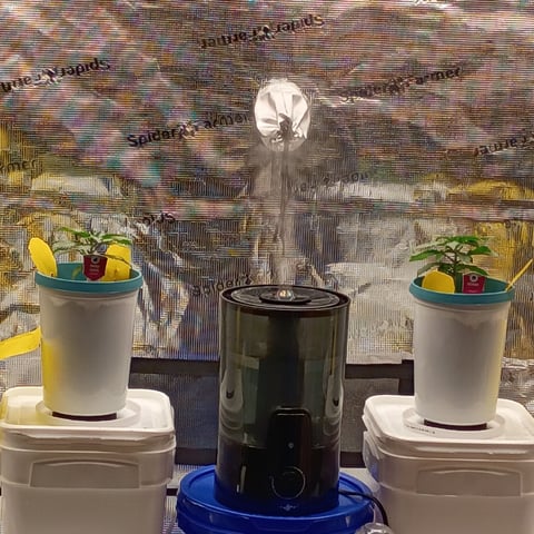 TentPlantLightFan — vegetative, day 24