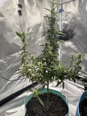 First Run — flower, day 93