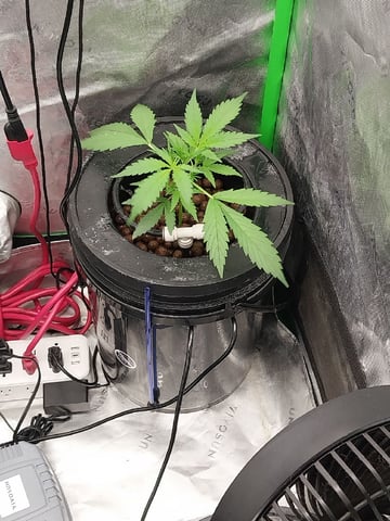 Auto-Flowers  — vegetative, day 36