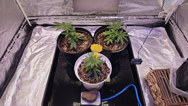 Amnesia Haze Run — vegetative, day 19