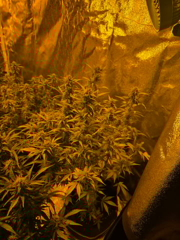 2nd Autoflower Indoor Grow — flower, day 63