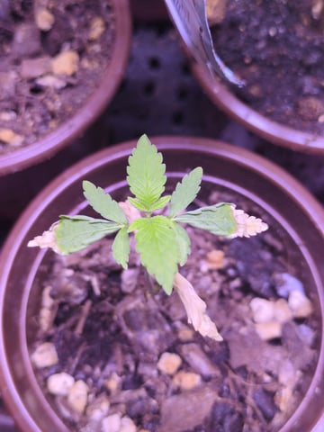 Audrey III — seedling_rooting, day 22