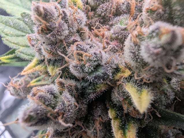 2025 EOY Grow — flower, day 83