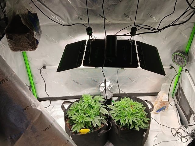fruity pebbles, cap junky — vegetative, day 40