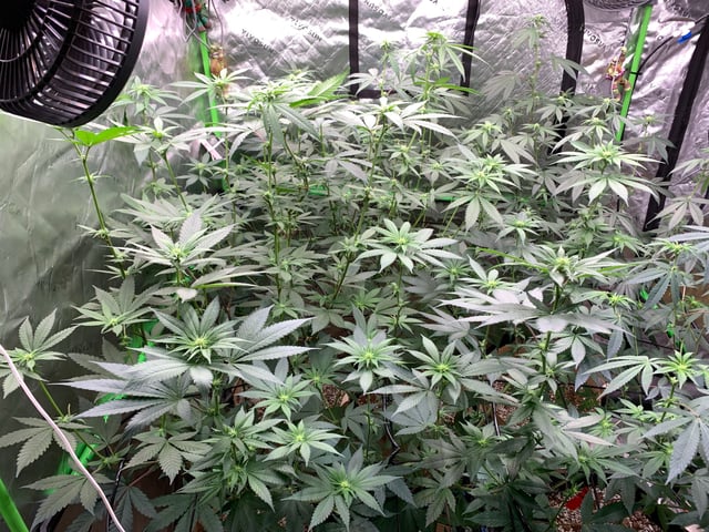 Papaya Frosting  — flower, day 78