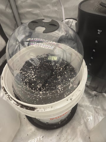 GDP — germination, day 1