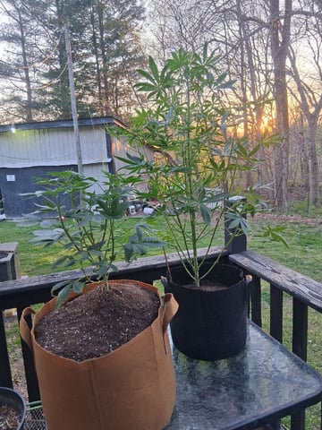 First Indoor Grow  — vegetative, day 41