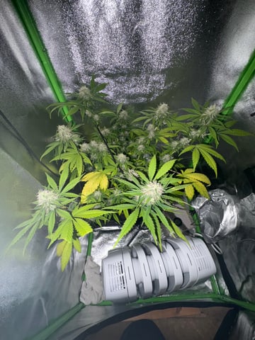week 4 flower rainbow mintz — grow_setup, day 1