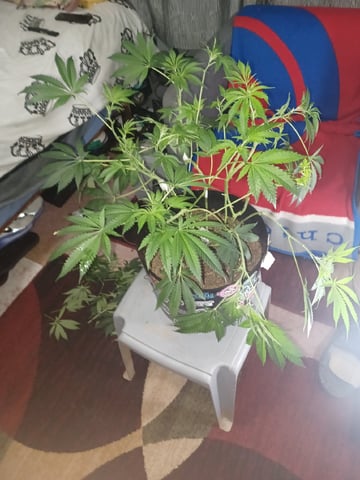 Poor Ivory — vegetative, day 83