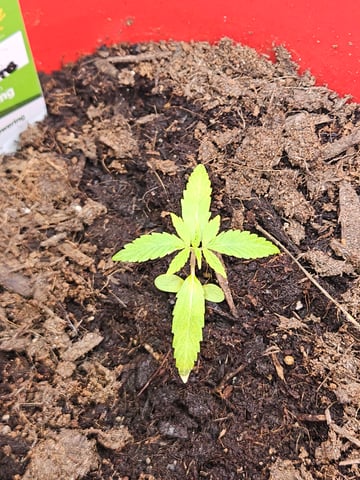 1st plant. Strain: Green Gelato AutoFlower — seedling_rooting, day 19