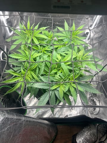 2nd Run — vegetative, day 61