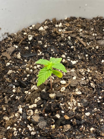 Gorilla Melon — seedling_rooting, day 19