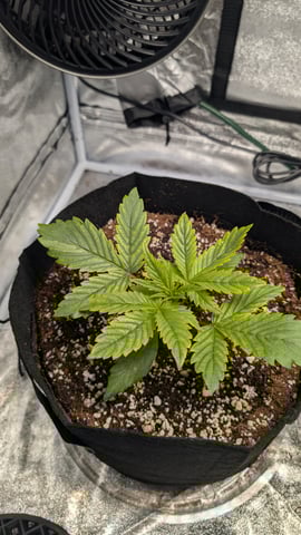 Grow 1 — vegetative, day 23