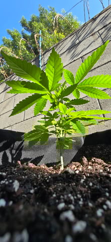 Mystery Weed Plant — vegetative, day 52