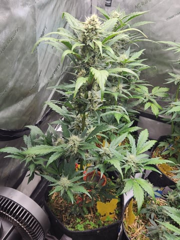 Mephisto Apple Crush and Pop tart OG in Nature's Living Soil.  — flower, day 50