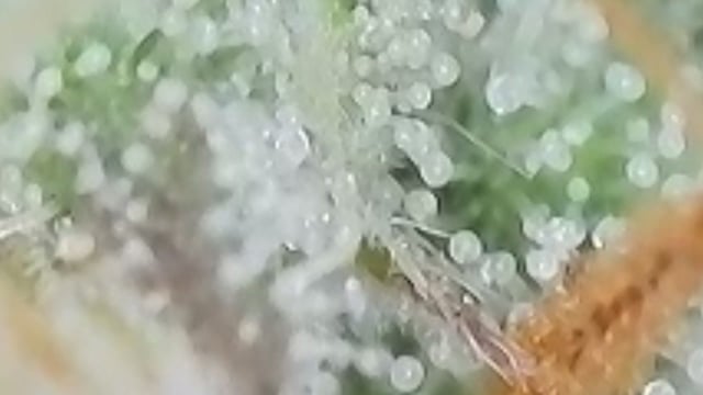 Lsd25, Dosido,GDP All Autos. — grow_setup, day 63