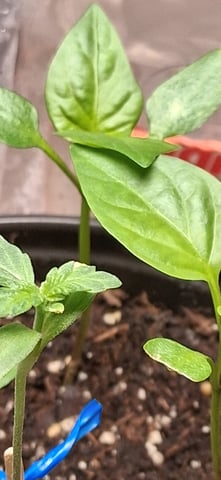 blueberry funk — seedling_rooting, day 2