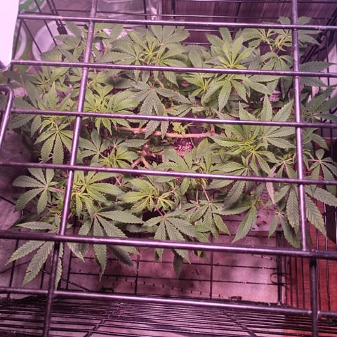 FKAFL — vegetative, day 68