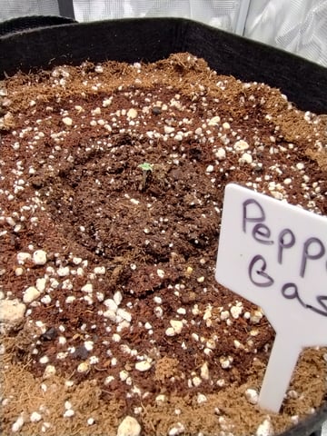 First grow — seedling_rooting, day 4