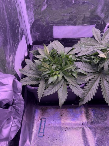 Cookies Haze — vegetative, day 30