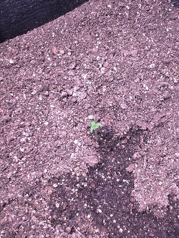 Blue Dream Feminized  — seedling_rooting, day 18