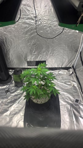 Beginner - My first grow has been an incredible experience so far! — vegetative, day 40