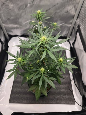 Homegrown - 🍒 🥧 & GSC Auto, 🚀 Seeds 🍌 Buttercups  — flower, day 40